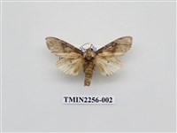 藏品(朴娜舟蛾)的圖片